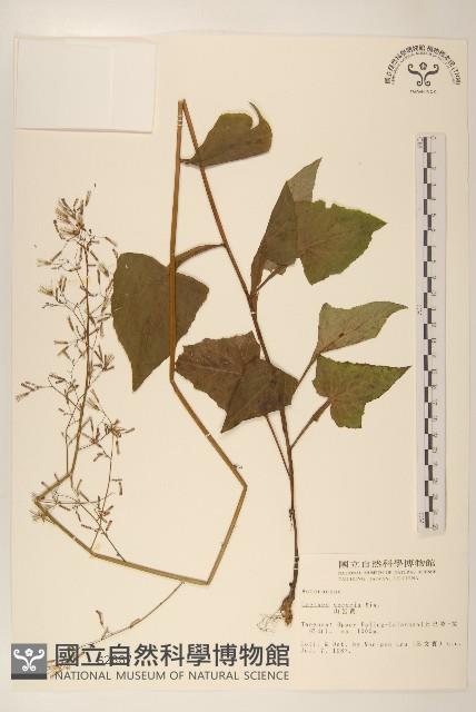 山萵苣藏品圖，第1張