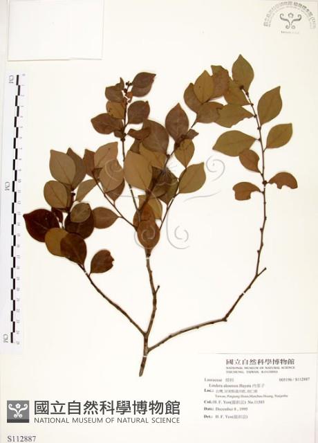 內苳子藏品圖，第1張