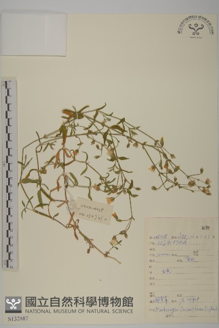 登錄號:S132887藏品圖，第1張
