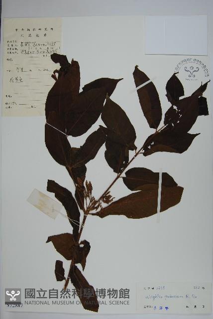 倒吊芼藏品圖，第1張