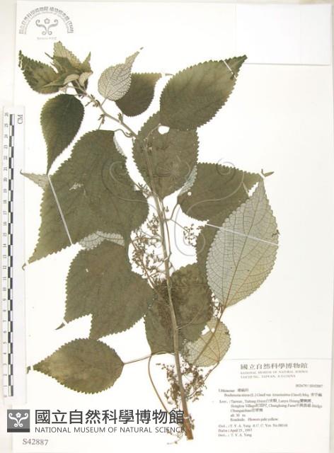 Shurbby False-nettle Collection Image