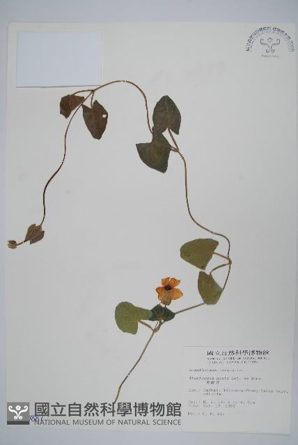 黑眼花藏品圖，第1張