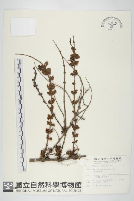 臺灣馬桑藏品圖，第1張