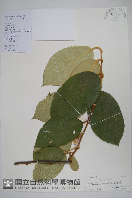 毛花楊桃藏品圖，第1張