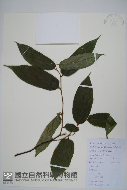 小花八角楓藏品圖，第1張