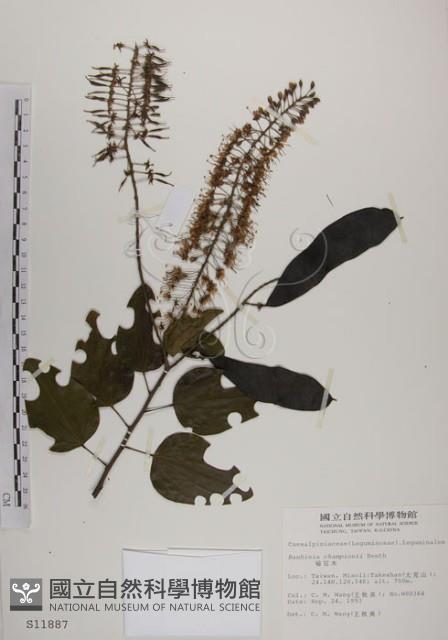 菊花木藏品圖，第1張