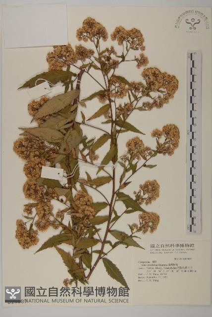 臺灣紺菊藏品圖，第1張