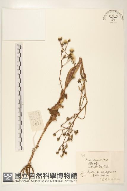 興安毛蓮菜藏品圖，第1張