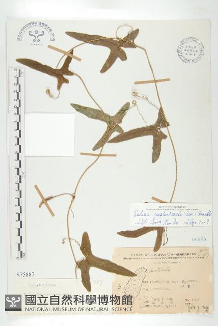 茅瓜藏品圖，第1張