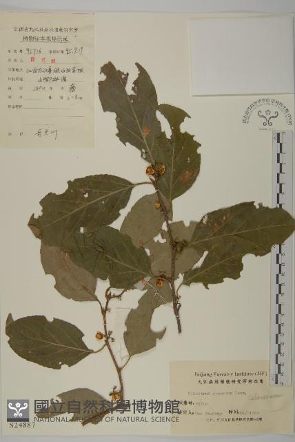 哥蘭葉藏品圖，第1張