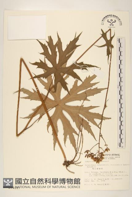 高山破傘菊藏品圖，第1張