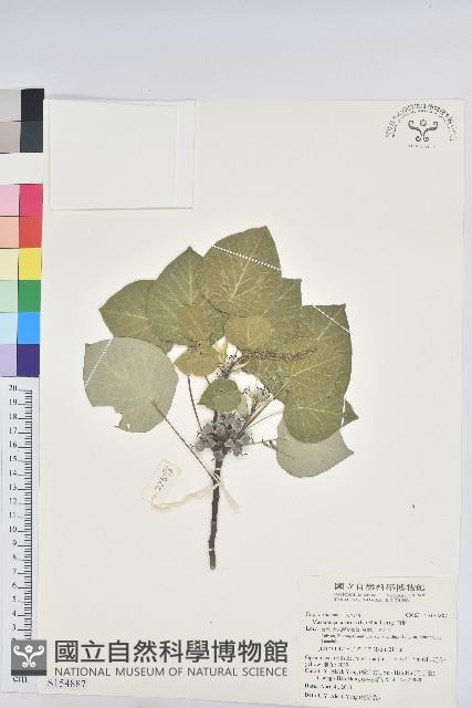 血桐藏品圖，第1張