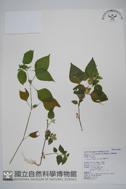華九頭獅子草藏品圖，第1張