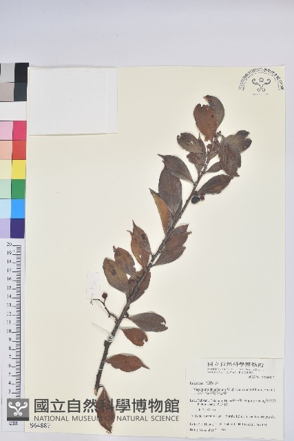 珍珠花、長尾葉越橘藏品圖，第1張