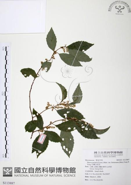 台灣山桂花藏品圖，第1張