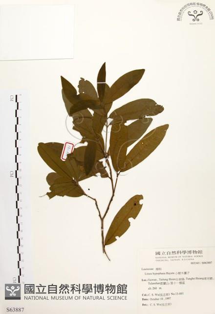 黃肉樹, 小梗木薑子藏品圖，第1張