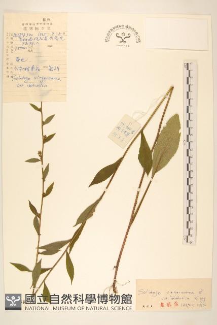 興安一枝黃花藏品圖，第1張