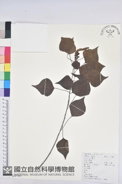 烏臼藏品圖，第1張