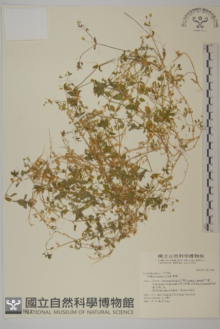 繁縷藏品圖，第1張