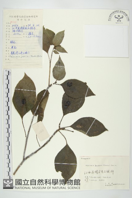 青莢葉藏品圖，第1張