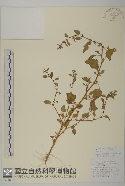 千針莧藏品圖，第1張