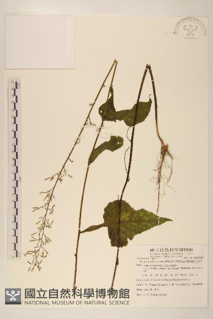 山苦藚、假福王草藏品圖，第1張