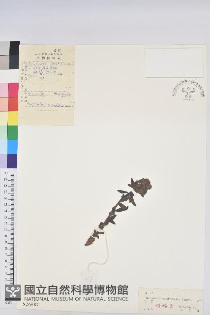 Accession Number:S026987 Collection Image