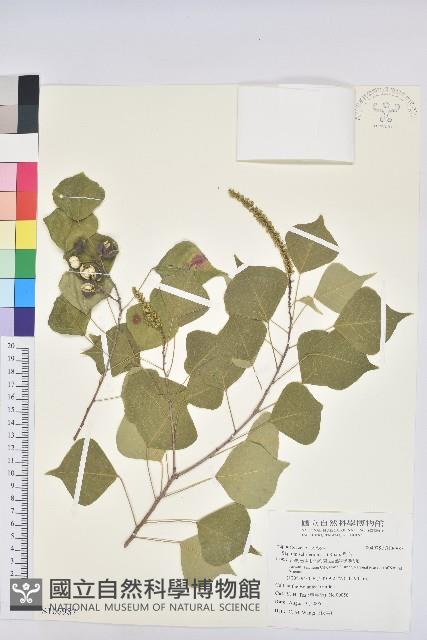 烏臼藏品圖，第1張