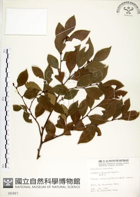 內苳子藏品圖，第1張