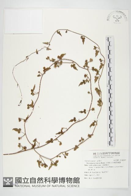 卵葉菜欒藤藏品圖，第1張