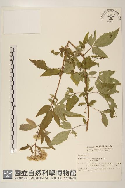 臺灣澤蘭藏品圖，第1張