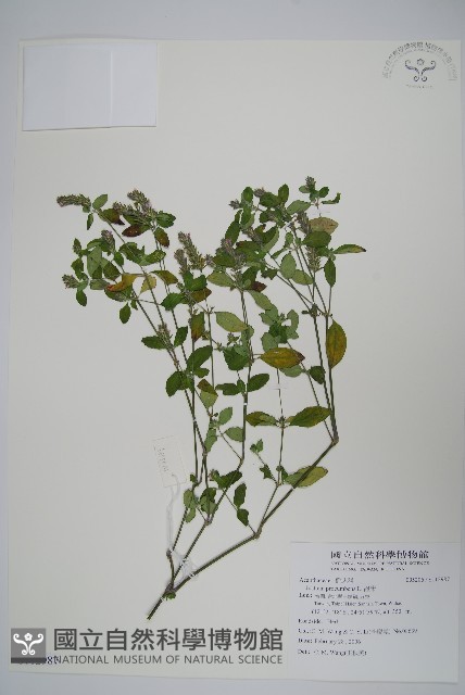 爵床藏品圖，第1張