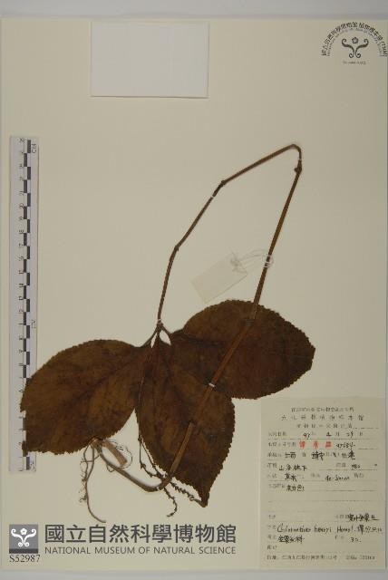 寬葉金粟蘭藏品圖，第1張