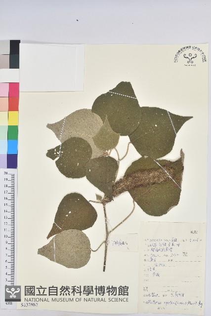 白背葉藏品圖，第1張