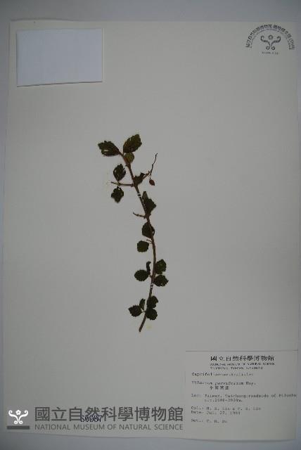 小葉莢迷藏品圖，第1張