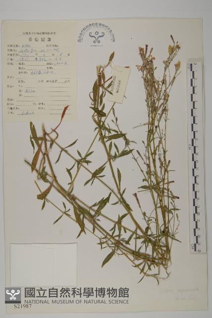 無鱗繩子草藏品圖，第1張