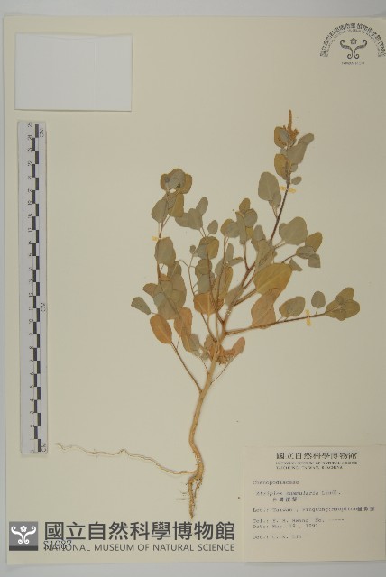 臺灣濱藜藏品圖，第1張