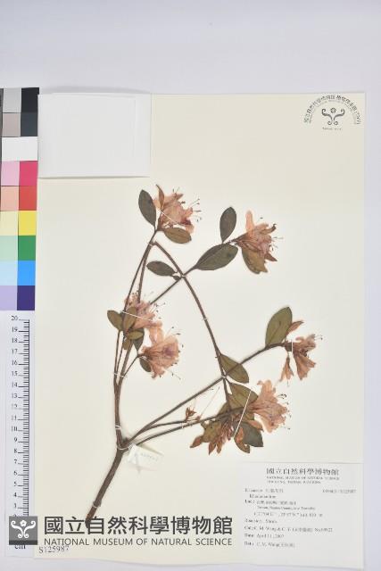 登錄號:S125987藏品圖，第1張