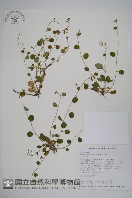 臺北附地草藏品圖，第1張