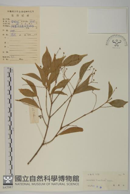 大丁黃藏品圖，第1張