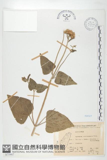 紫花霍香薊藏品圖，第1張