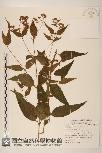 塔山澤蘭藏品圖，第1張