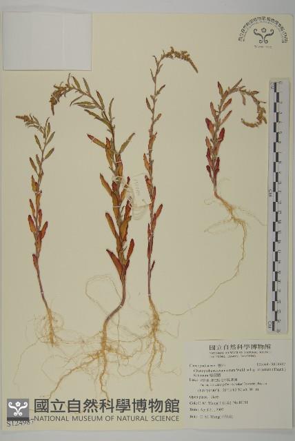 變葉藜藏品圖，第1張