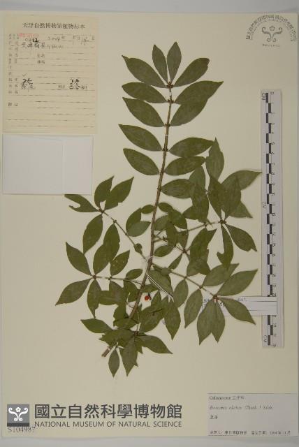 Burning Bush, Corkbush Collection Image, Figure 1, Total 3 Figures