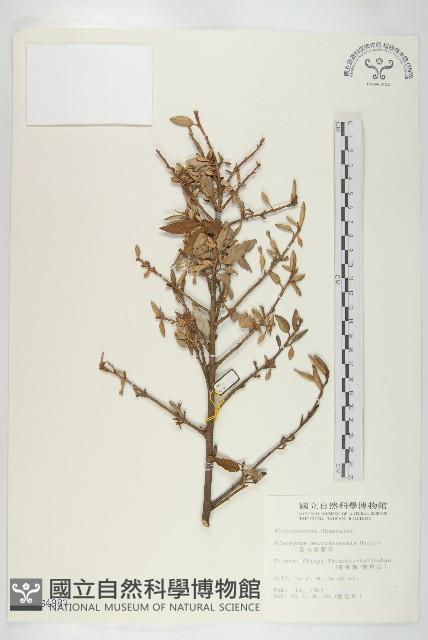 玉山胡頹子藏品圖，第1張