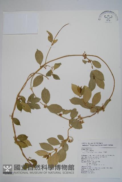 Taiwan cow-plant Collection Image, Figure 1, Total 2 Figures