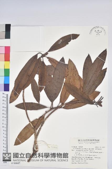 森氏杜鵑、森氏滿江紅藏品圖，第1張