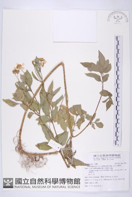 大花咸豐草藏品圖，第1張