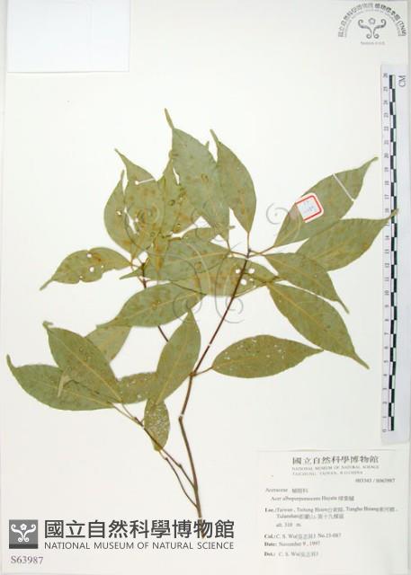 樟葉槭, 飛蛾子樹藏品圖，第1張