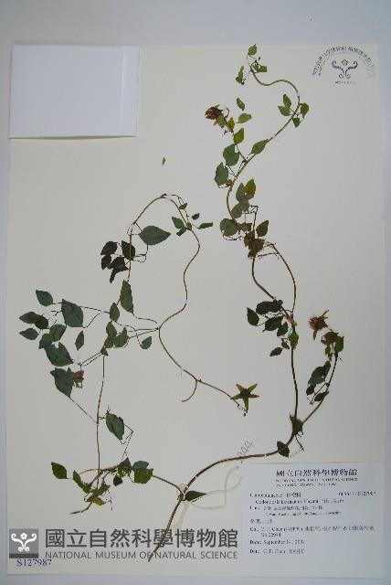 玉山山奶草藏品圖，第1張